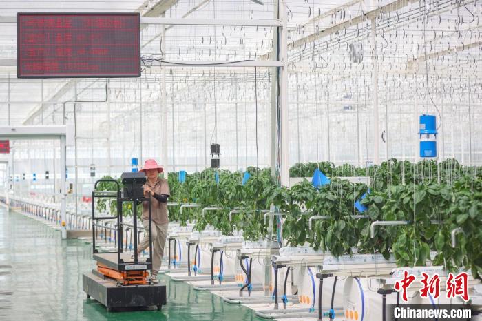 智慧化水果大棚增产增收。　泱波 摄