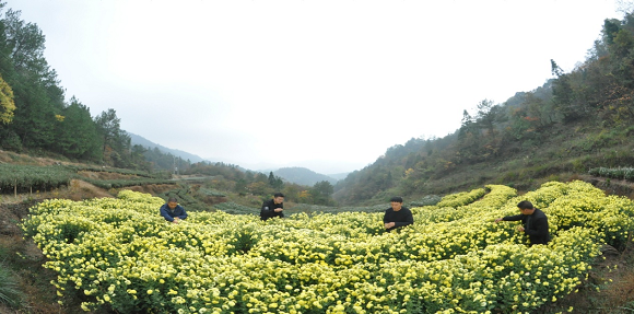 五斗村菊花基地。通讯员 谭华祥 摄