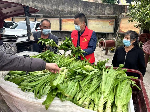 北碚区东阳街道西山坪“三个书记”走村入户检查蔬菜质量。北碚区委宣传部供图 华龙网发(1)