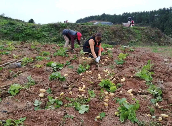 大春减产秋种土豆  助农增收的“金豆豆”