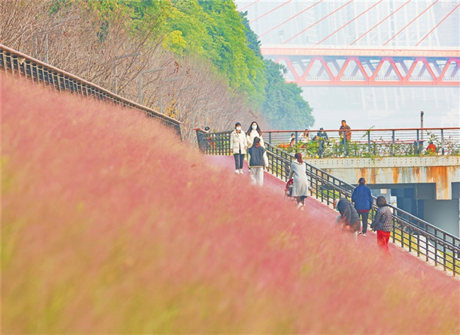 市民漫步在紫叶狼尾草的花海中。江北报记者 林豪 摄