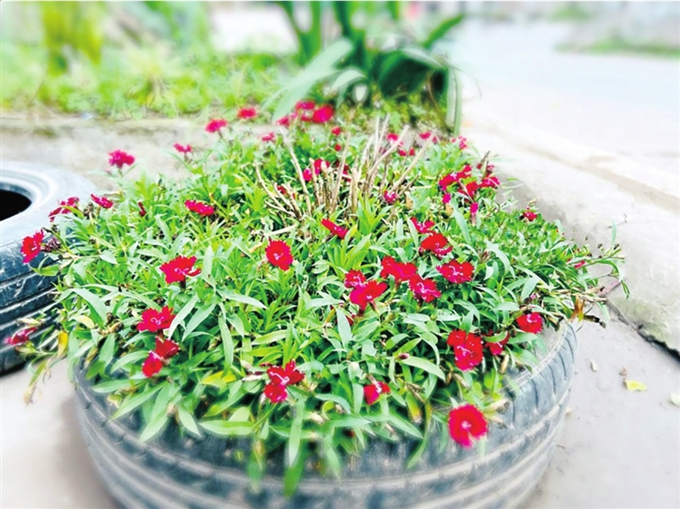 统景镇胜利村村民用废旧轮胎制成花盆种上绿植，美化自家庭院。记者 王彦雪 摄