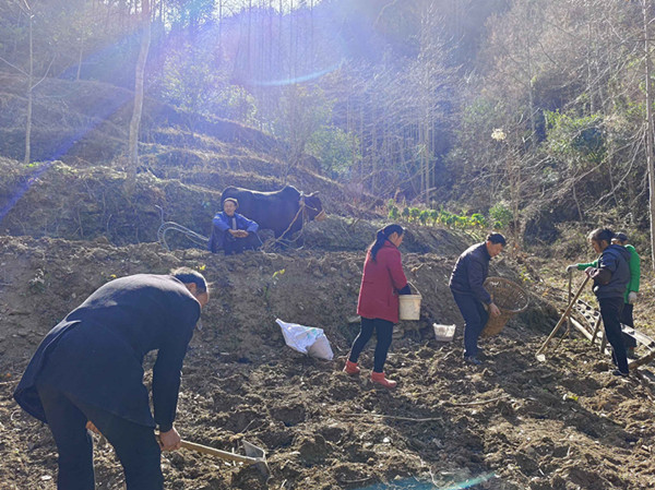 四川青川县：抢抓农时耕种忙 丰产增收打基础
