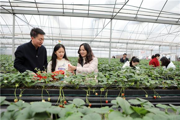 游客采摘草莓。通讯员 陈仕川 摄