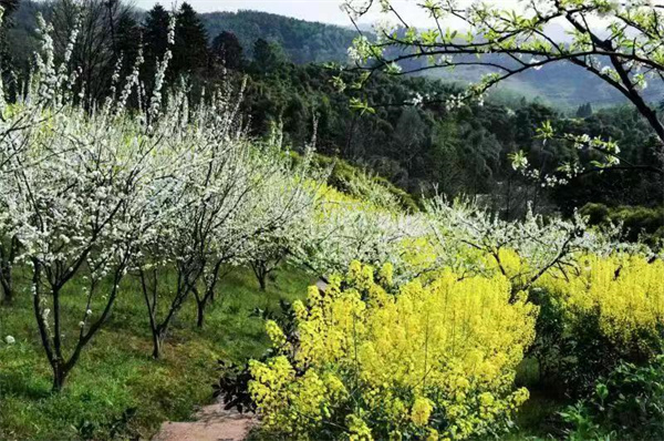 “李花节”明日开幕，一起飞越邛崃临济李花海