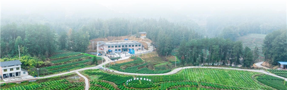 乾丰镇乾叶丰浓茶叶基地