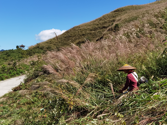 钟灵镇云隘村正组织村民开展当季银花产业春管工作。钟灵镇云隘村供图 华龙网发