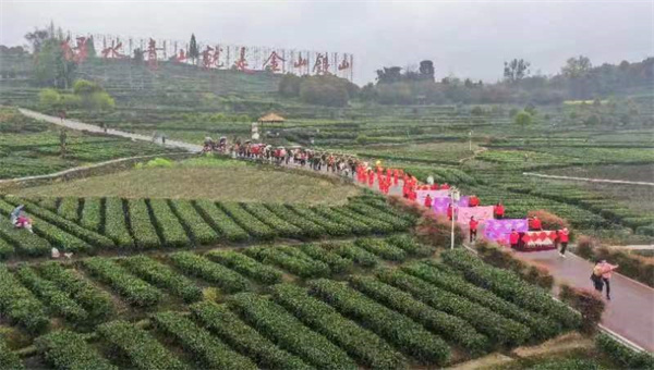 邛崃夹关茶山惊现川西婚俗“活化石”