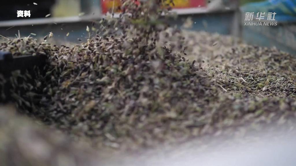 新华全媒+丨西藏隆子县被认证为世界最大黑青稞种植基地