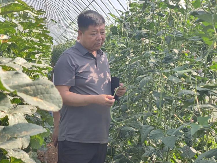 简篇-韩城市农业农村局组织开展豇豆农药残留突出问题专项检查