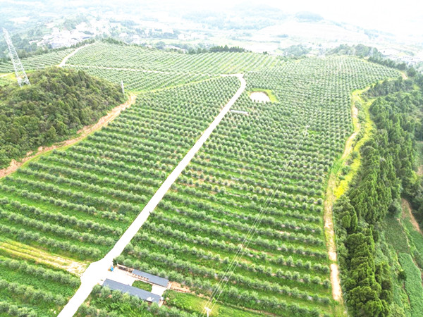 荒土地变金土地  村民们如何因地制宜发展致富路！