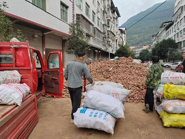 四川苍溪县：产销对接 这个乡镇千余吨红薯销路不愁