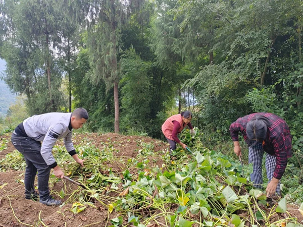 四川苍溪县：产销对接 这个乡镇千余吨红薯销路不愁