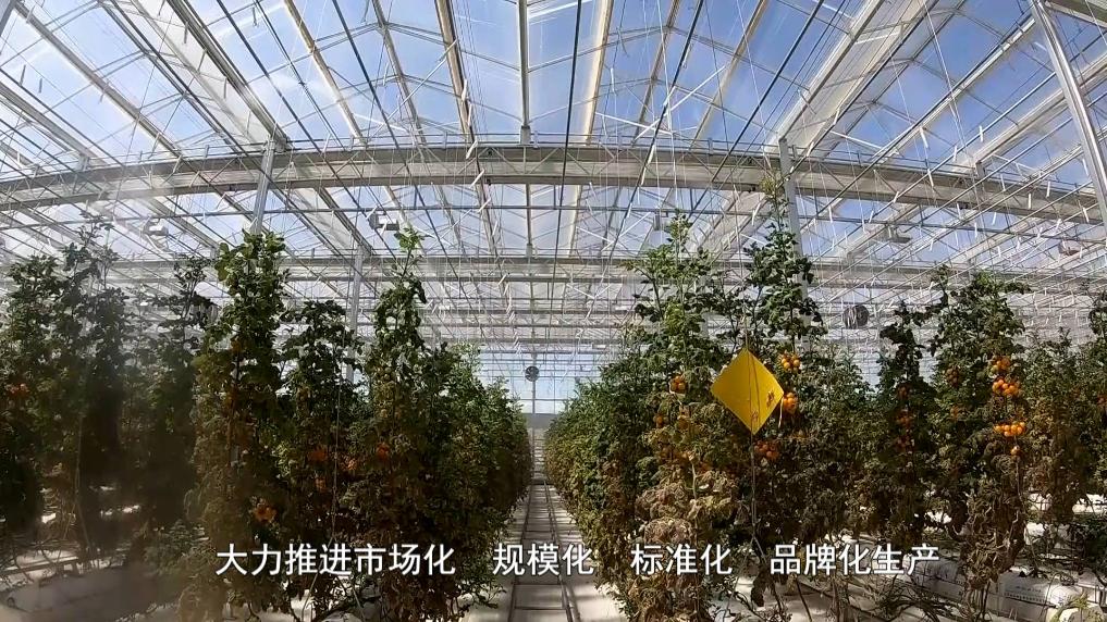 新华视点｜筑田园绿梦 谱振兴新篇