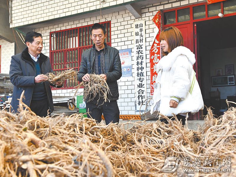 钟贵森在山羊头村了解药材产业发展情况。