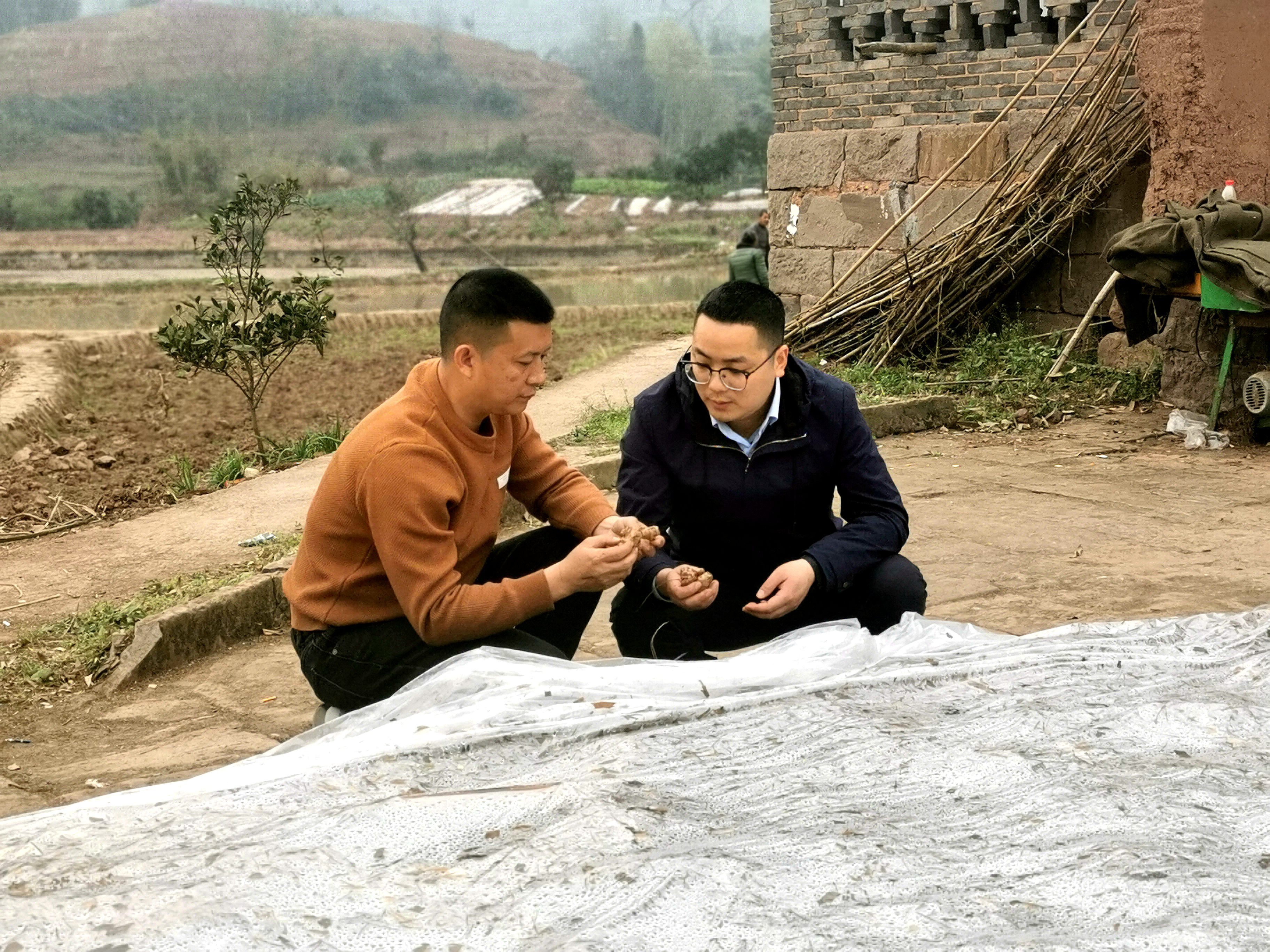 在永新镇，农技人员上门送技术，指导业主做好姜种的保温保湿工作。（摄影：张静）
