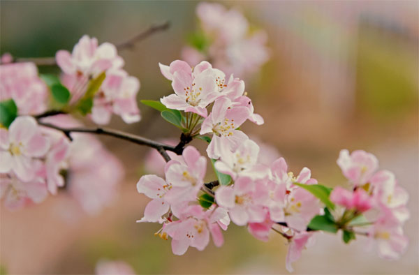 赏东麓桃花  迎世园盛会