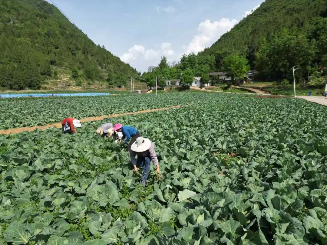 农村最有潜力种植项目(目前农村种植什么最好赚钱)