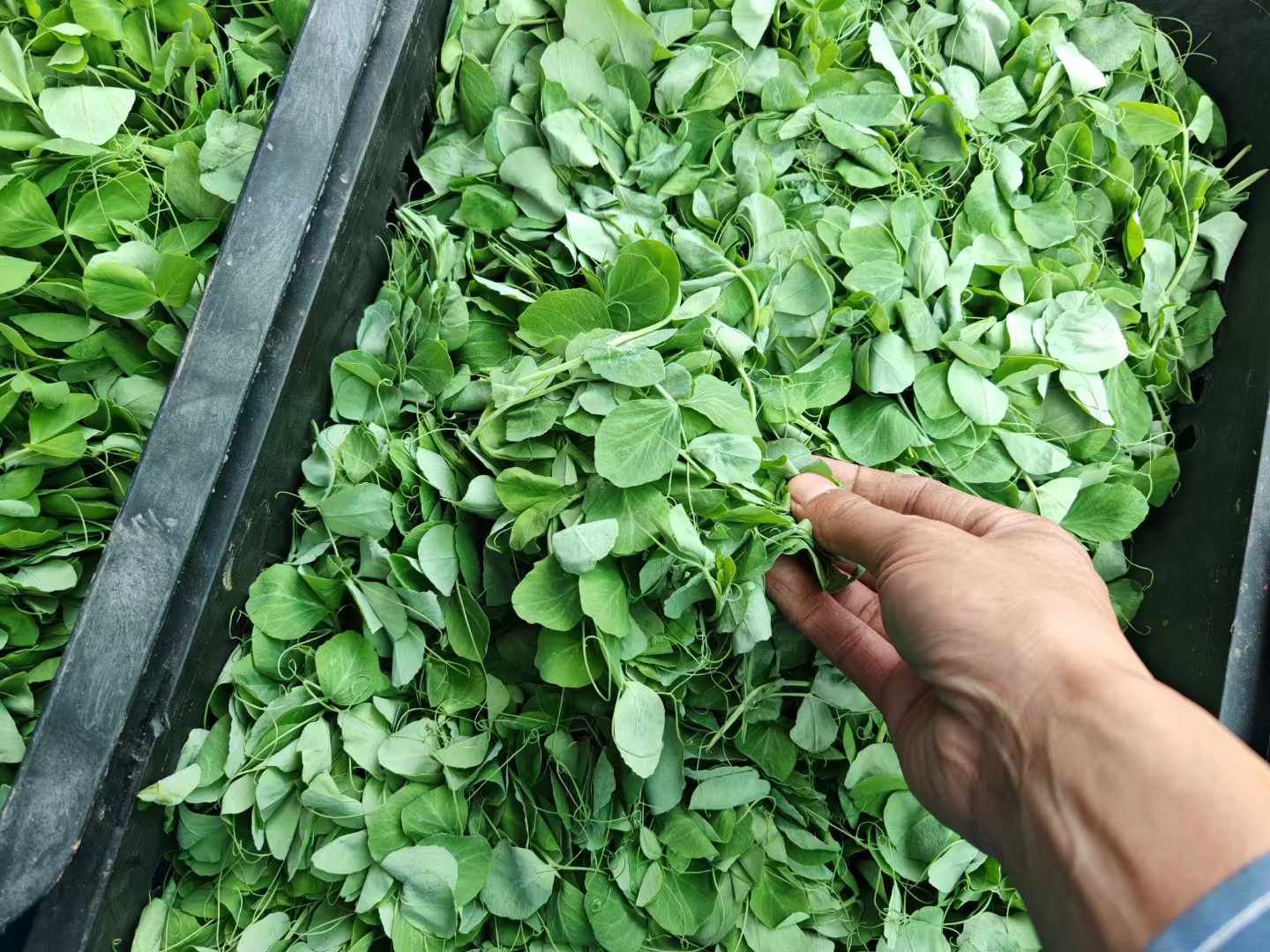 新鲜采收的豌豆尖。拍摄：朱心怡.jpg