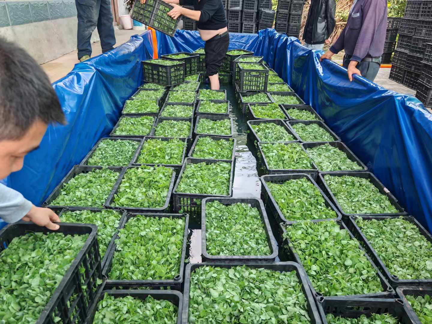 将采收的豌豆尖装箱转运。拍摄：朱心怡.jpg