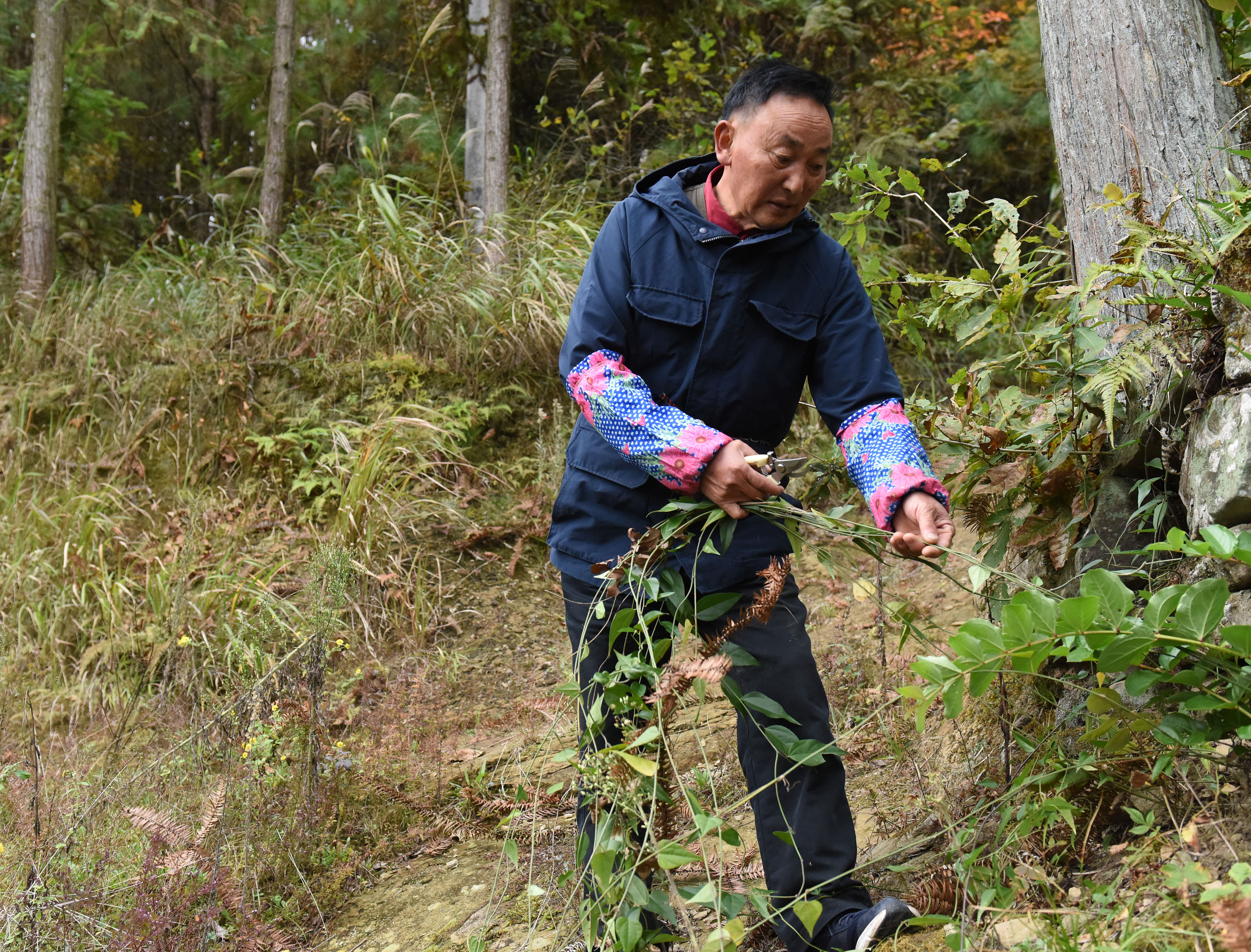 万书华在山中采收藤条.jpg