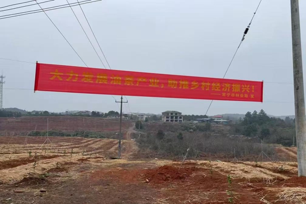 常宁市：以绿色开篇，节后掀起造林绿化高潮