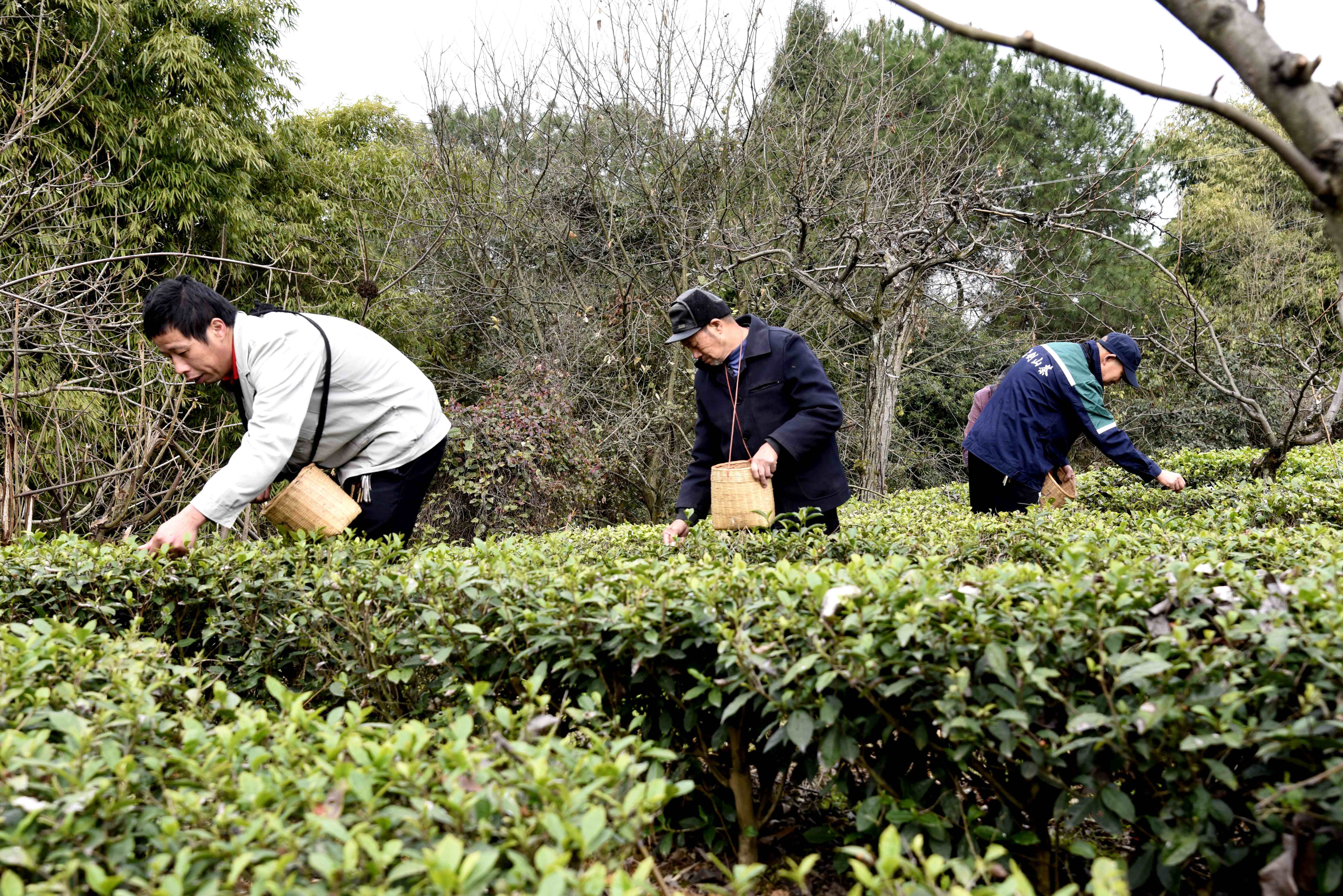 明前茶开采。（摄影：张静）
