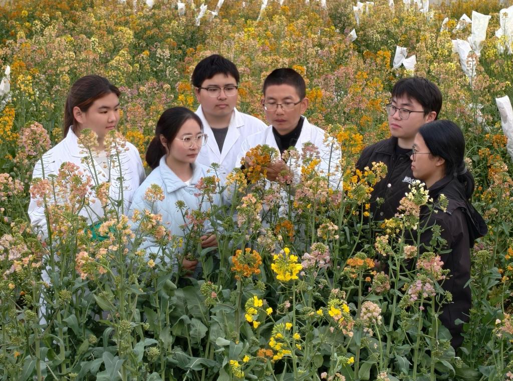 科学家让“黄灿灿”的油菜花拥有70多种颜色