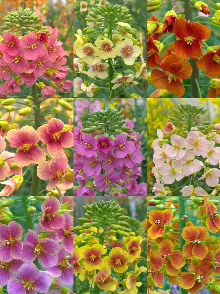 科学家让“黄灿灿”的油菜花拥有70多种颜色