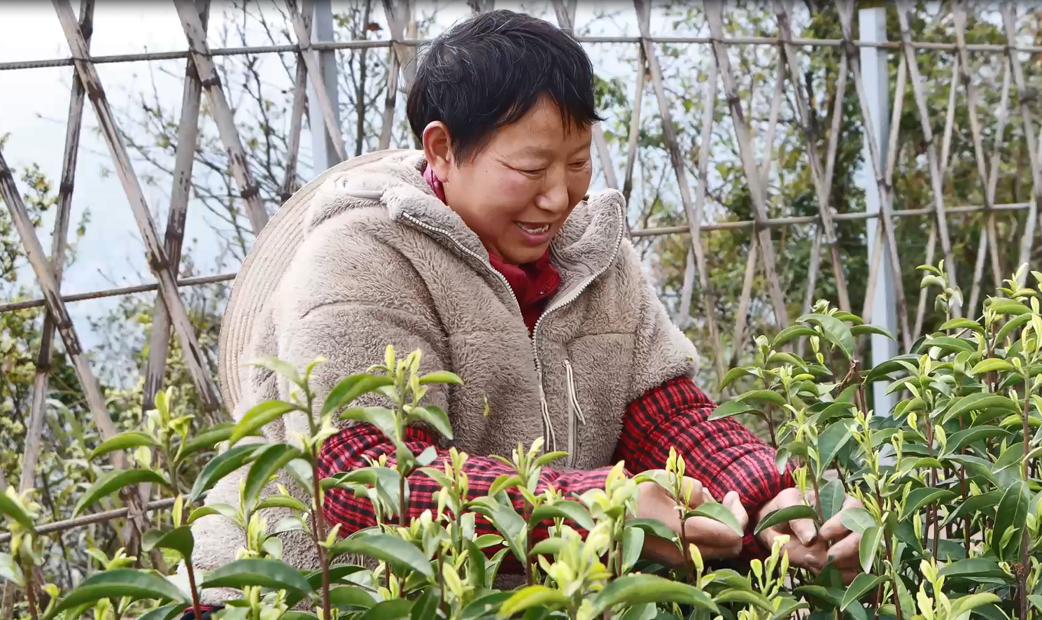 茶农喜笑颜开。拍摄：吴建华.png