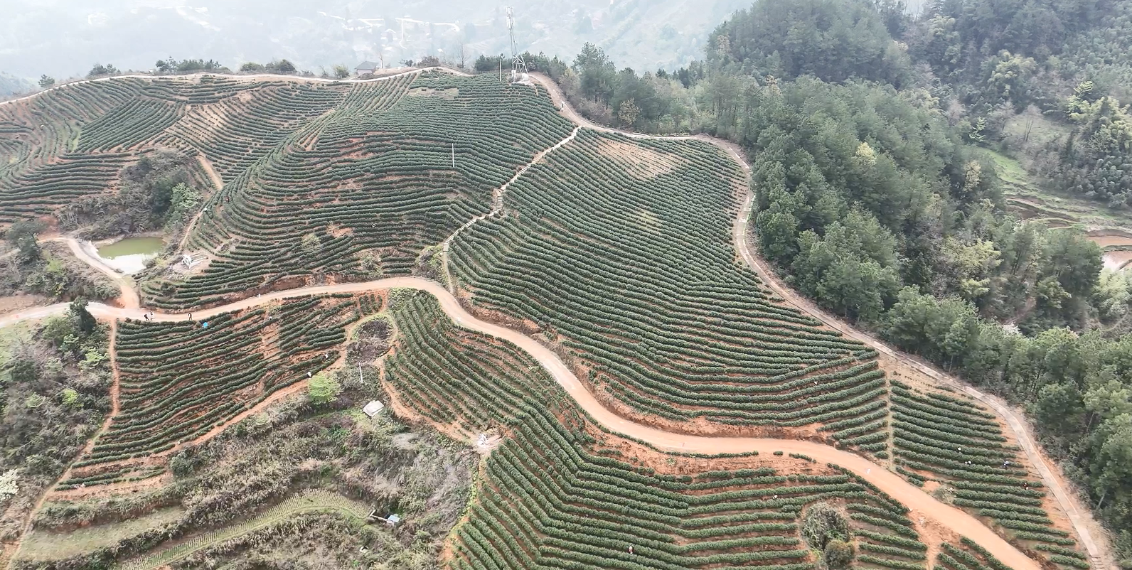 茶山连绵起伏。拍摄：吴建华.png