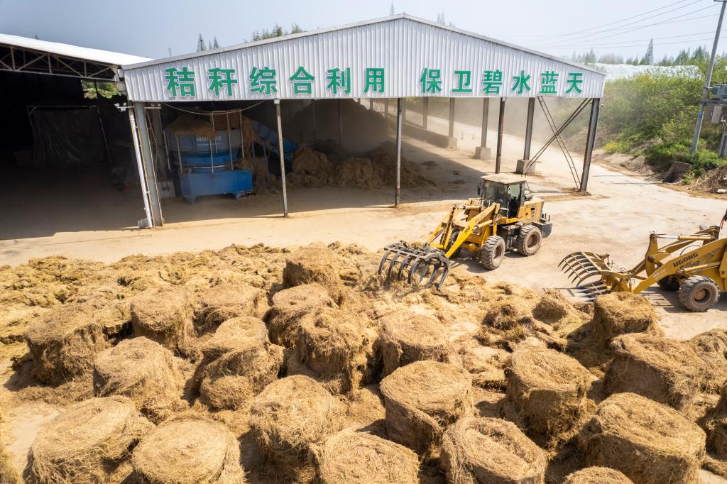 “秸”尽其用｜喂牛羊、作绿肥、养龙虾——小秸秆释放大能量！