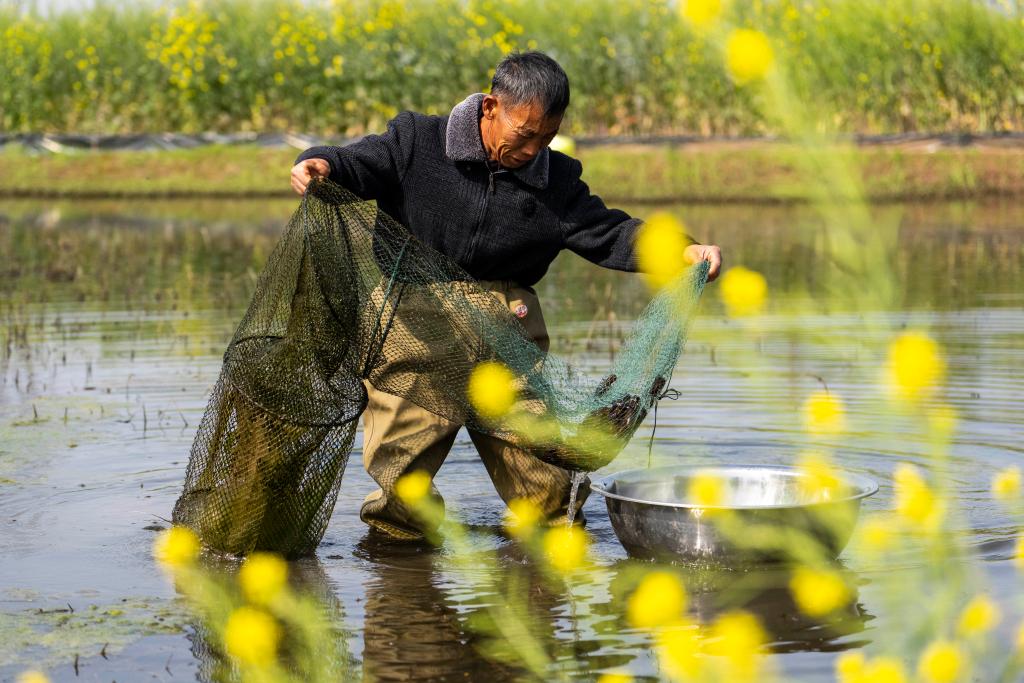 “秸”尽其用｜喂牛羊、作绿肥、养龙虾——小秸秆释放大能量！