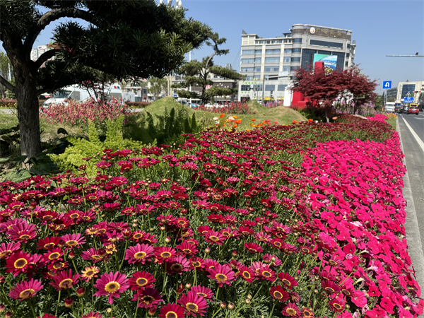双流城区五一前花卉大换新，城市景观焕然一新