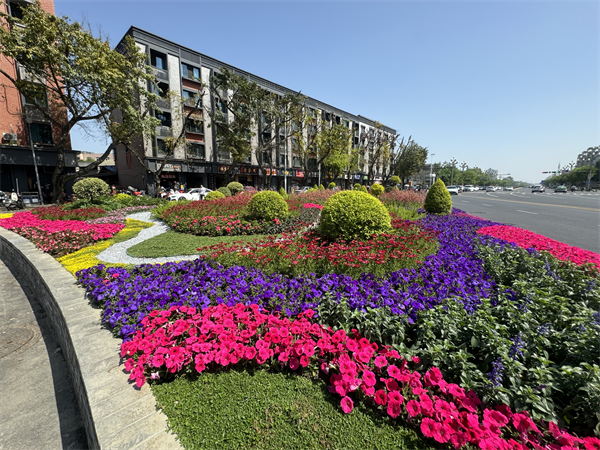 双流城区五一前花卉大换新，城市景观焕然一新