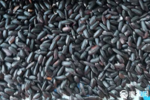 黑米一斤多少钱？黑米和紫米有什么区别？ 
