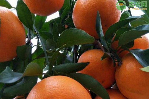 四川明日见柑橘苗价格多少钱一棵？ 
