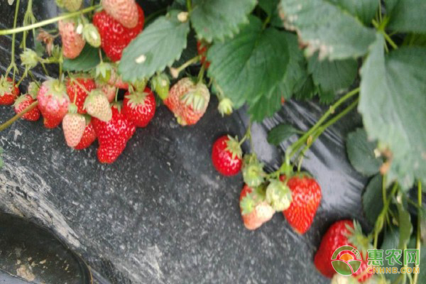 草莓多少钱一斤现在市场价？ 